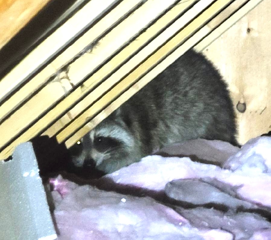 Raccoon wildlife home damage